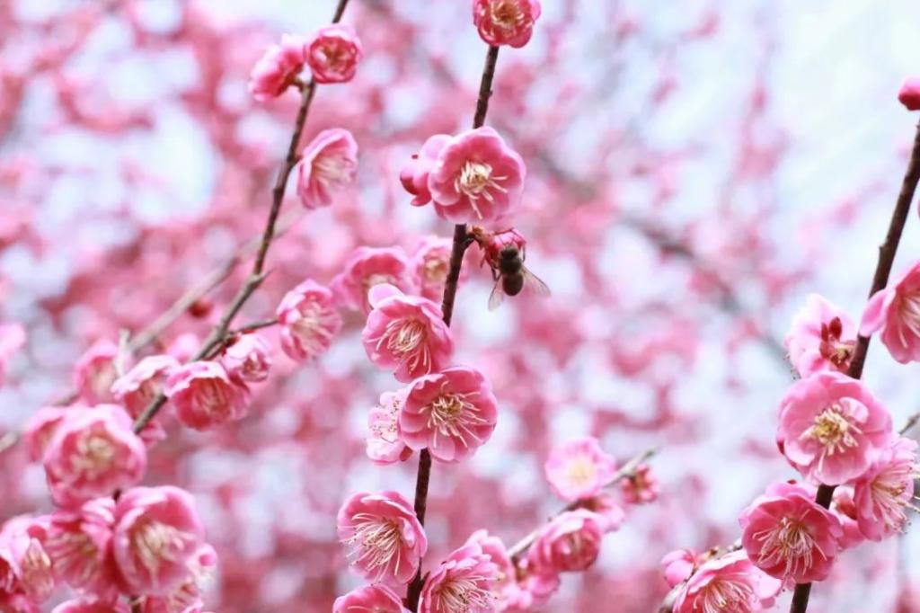 春日宴 | 在恩施學(xué)院，我和春天有個(gè)約會(huì)