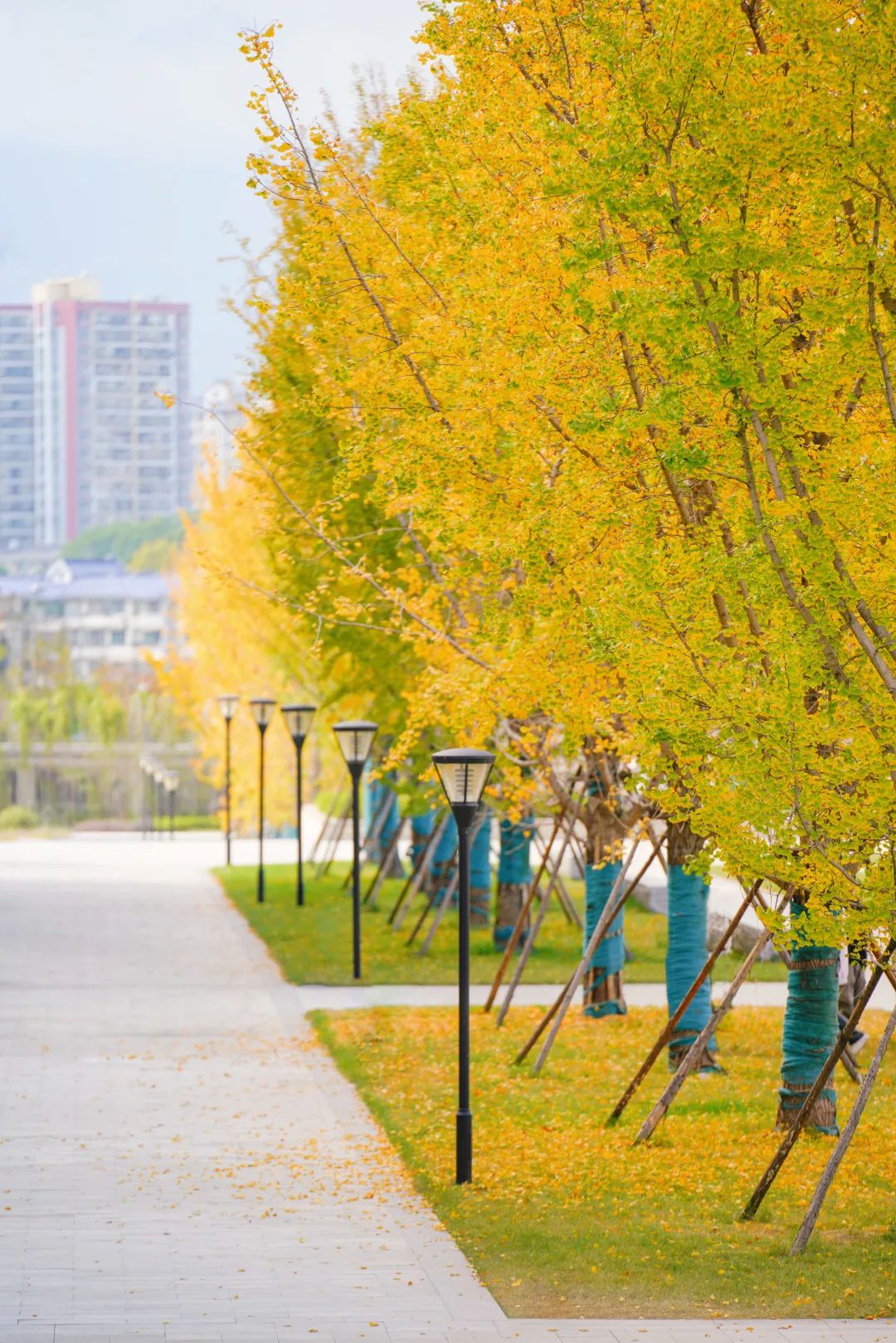 周末你好｜全新恩施學(xué)院秋日壁紙，無瑕！免費出！