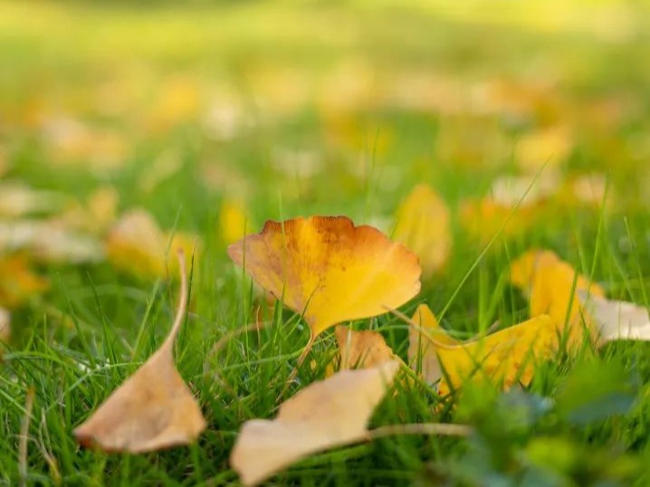 噓！你聽(tīng)～湖北恩施學(xué)院的冬季校園交響樂(lè)